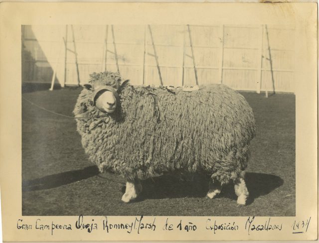 Gran campeona oveja Romney Marsh de 1 año. Exposición Magallanes. 1934.