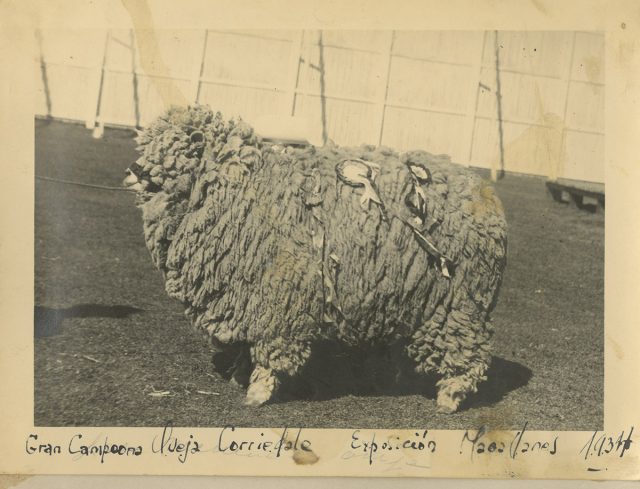 Gran oveja campeona, exposición Magallanes.