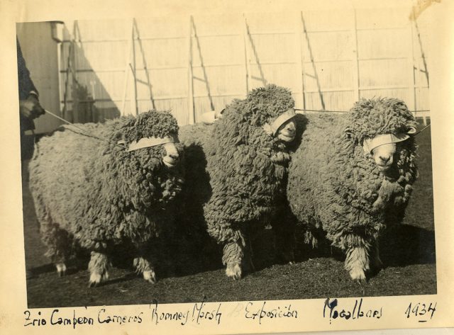 Trío campeón carneros Ronney Marsh, Exposición Magallanes. 1943.