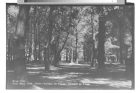 Chile - Termas de Catillo, Bosques de Pinos