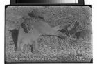 Osorno, Chile, Leon Puma en la trampa