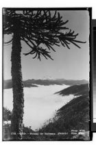 Chile, Termas de Tolhuaca (Paisaje)