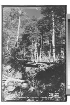 Chile.- Termas de Tolhuaca, Puente Pichi Malleco